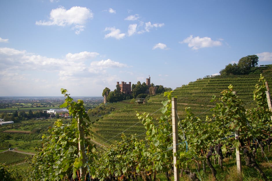 Lush vineyard landscape with a historic castle under a bright blue sky, Italy.