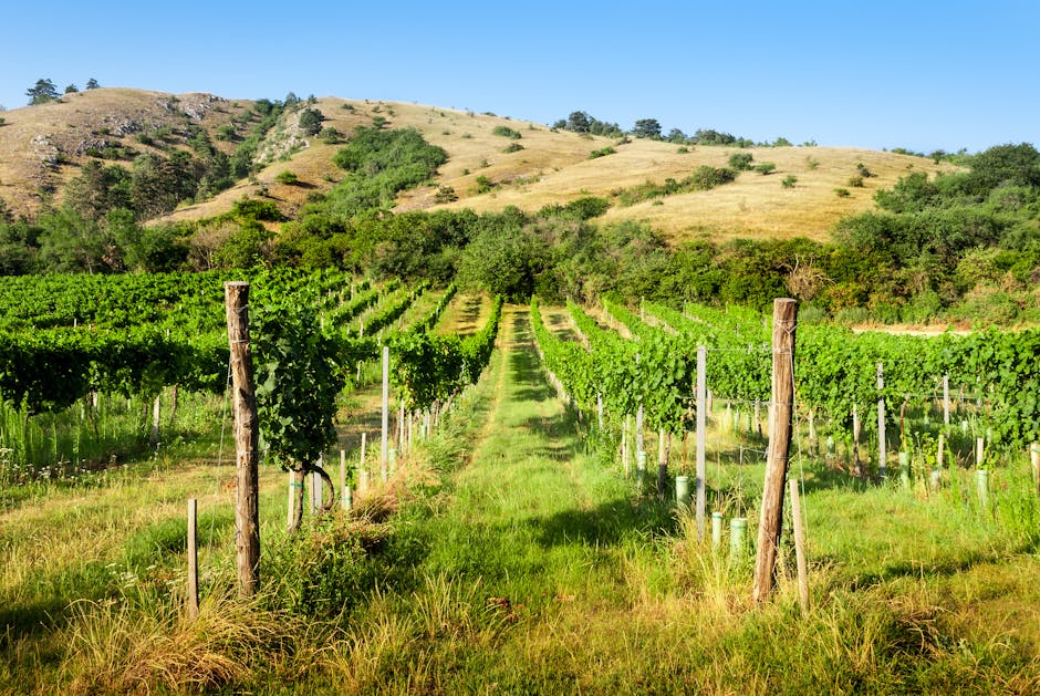Beautiful vineyard with lush green grapevines on a sunny day in a rural countryside setting.