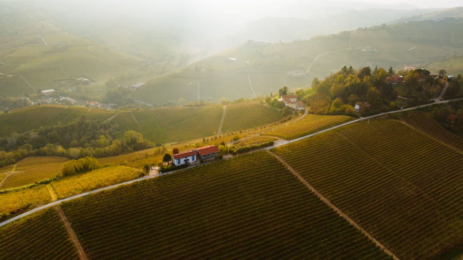 Scenic aerial view of vineyards rolling through the hills of Alba, Piemonte, Italy during sunset.