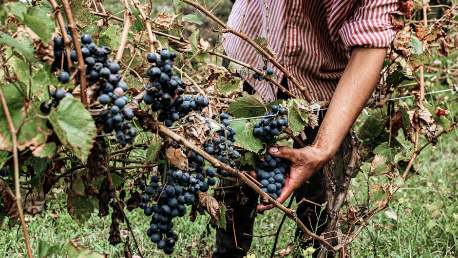 Close-up of a vineyard worker harvesting ripe grapes by hand, showcasing agricultural practices.