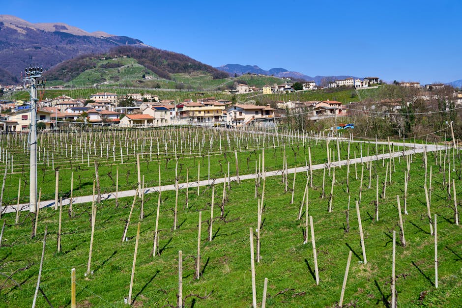 Lush vineyard with mountains and village in background, Italian countryside.