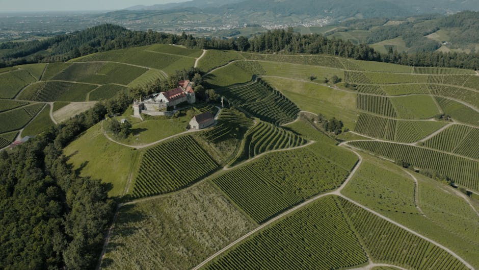 Majestic aerial view of a historic castle surrounded by lush vineyards in Offenburg, Germany.